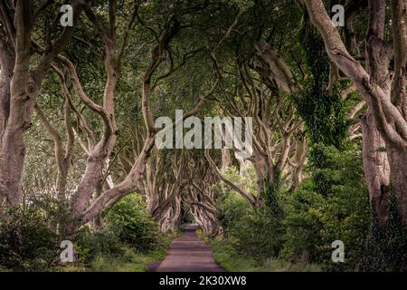 Straße entlang der Buchen im Wald Stockfoto