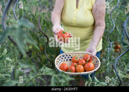 Frau hält frische Bio-Tomaten im Gemüsegarten Stockfoto