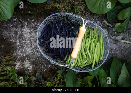 Korb mit frisch geernteten grünen und violetten Bohnen Stockfoto