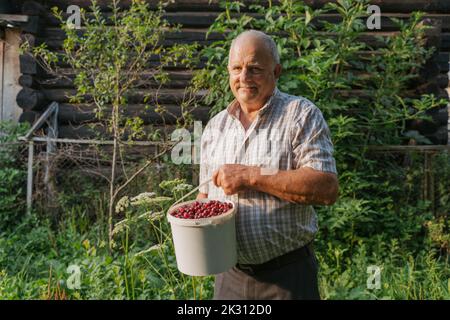 Seniorbauer mit Eimer Kirschen vor den Pflanzen Stockfoto