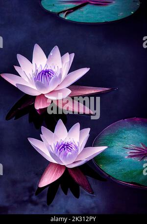 Rosa blühende Lotuswasserlilien Stockfoto