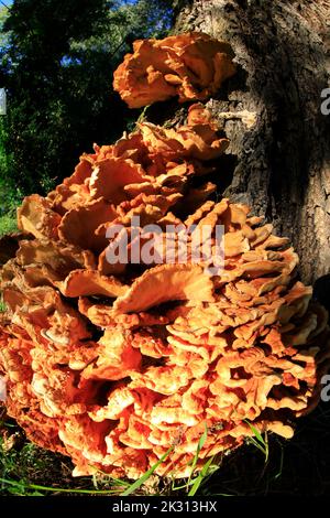 Baumstamm mit braunen Pilzen bedeckt Stockfoto