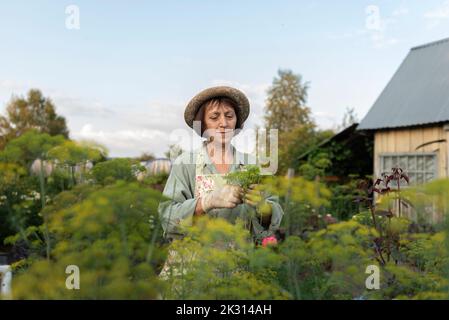 Ältere Frau pflückt frischen Dill aus dem Gemüsegarten Stockfoto