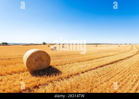 Heuballen liegen auf geerntetem Feld Stockfoto