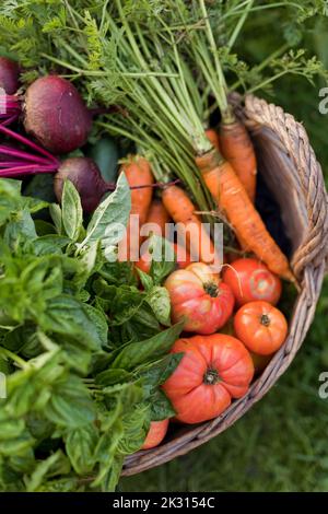 Frisches Gemüse im Korb Stockfoto