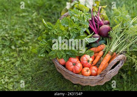 Frisches Gemüse im Korb auf Gras Stockfoto