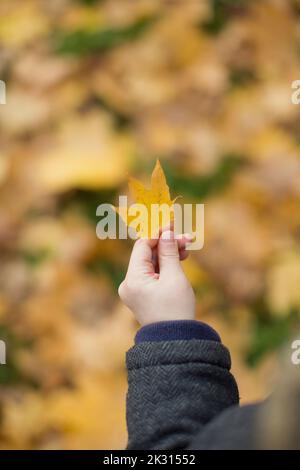 Hand des Jungen mit Herbstblatt Stockfoto
