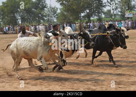 Tandlianwala, Punjab, Pakistan. 23. September 2022. Pakistanische Bauern führen ihre Bullen beim Wettbewerb des traditionellen Suhaga-Bullenrennens, des Bull Patti-Rennens auf dem 50. jährlichen URS of Hazrat Pir Mhuhammad Barkat Ali Noshahi, Chishti, Qadri, Sabri bei 456 GB Kanjwani Tandlianwala Distrikt Faislabad, etwa 150km von Lahore in einer ländlichen Ecke Pakistans. (Bild: © Rana Sajid Hussain/Pacific Press via ZUMA Press Wire) Bild: ZUMA Press, Inc./Alamy Live News Stockfoto