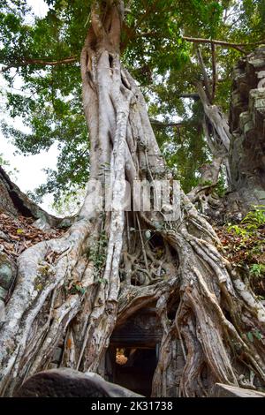 Baumwurzeln, die das Khmer-Gebäude umarmen. TA Prohm war ein buddhistischer Tempel, der der Mutter von Jayavarman VII. Gewidmet war und ursprünglich als Rajavihara bekannt war Stockfoto