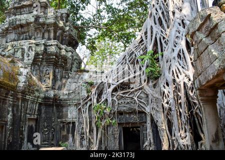 Baumwurzeln, die das Khmer-Gebäude umarmen. TA Prohm war ein buddhistischer Tempel, der der Mutter von Jayavarman VII. Gewidmet war und ursprünglich als Rajavihara bekannt war Stockfoto