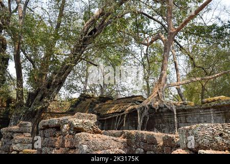 Baumwurzeln, die das Khmer-Gebäude umarmen. TA Prohm war ein buddhistischer Tempel, der der Mutter von Jayavarman VII. Gewidmet war und ursprünglich als Rajavihara bekannt war Stockfoto