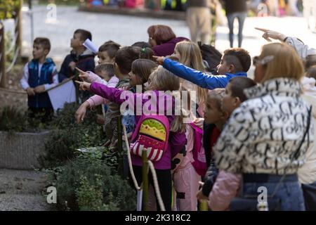 Ljubljana, Slowenien. 23. September 2022. Besucher beobachten rote Pandas im Zoo von Ljubljana, Slowenien, 23. September 2022. Ein kleiner roter Panda namens Bambu, geboren im Juni, ist der erste rote Panda, der im Zoo geboren wurde. Quelle: Zeljko Stevan/Xinhua/Alamy Live News Stockfoto