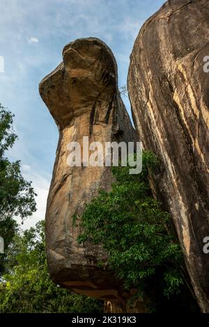 Die Cobra Hood Cave bei Sigiriya Rock Fortress bei Sigiriya im Zentrum von Sri Lanka. Es wurde als Wohnung für die Sangha verwendet. Stockfoto