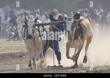 Tandlianwala, Punjab, Pakistan. 23. September 2022. Pakistanische Bauern führen ihre Bullen beim Wettbewerb des traditionellen Suhaga-Bullenrennens, des Bull Patti-Rennens auf dem 50. jährlichen URS of Hazrat Pir Mhuhammad Barkat Ali Noshahi, Chishti, Qadri, Sabri bei 456 GB Kanjwani Tandlianwala Distrikt Faislabad, etwa 150km von Lahore in einer ländlichen Ecke Pakistans. (Bild: © Rana Sajid Hussain/Pacific Press via ZUMA Press Wire) Bild: ZUMA Press, Inc./Alamy Live News Stockfoto