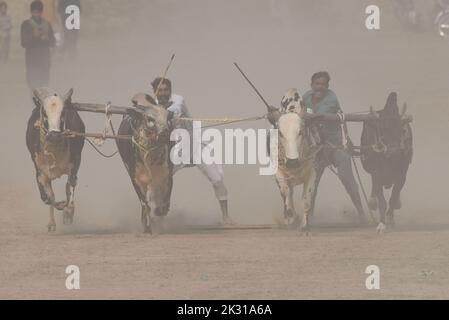 Tandlianwala, Punjab, Pakistan. 23. September 2022. Pakistanische Bauern führen ihre Bullen beim Wettbewerb des traditionellen Suhaga-Bullenrennens, des Bull Patti-Rennens auf dem 50. jährlichen URS of Hazrat Pir Mhuhammad Barkat Ali Noshahi, Chishti, Qadri, Sabri bei 456 GB Kanjwani Tandlianwala Distrikt Faislabad, etwa 150km von Lahore in einer ländlichen Ecke Pakistans. (Bild: © Rana Sajid Hussain/Pacific Press via ZUMA Press Wire) Bild: ZUMA Press, Inc./Alamy Live News Stockfoto