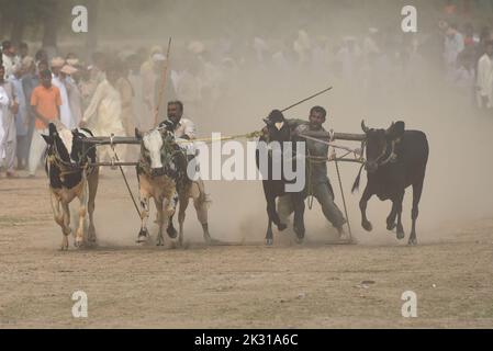 Tandlianwala, Punjab, Pakistan. 23. September 2022. Pakistanische Bauern führen ihre Bullen beim Wettbewerb des traditionellen Suhaga-Bullenrennens, des Bull Patti-Rennens auf dem 50. jährlichen URS of Hazrat Pir Mhuhammad Barkat Ali Noshahi, Chishti, Qadri, Sabri bei 456 GB Kanjwani Tandlianwala Distrikt Faislabad, etwa 150km von Lahore in einer ländlichen Ecke Pakistans. (Bild: © Rana Sajid Hussain/Pacific Press via ZUMA Press Wire) Bild: ZUMA Press, Inc./Alamy Live News Stockfoto