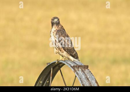 Ein wunderschöner, rauer Falke sitzt auf einem Bewässerungsrad und sucht nach seiner nächsten Mahlzeit in Nord-Idaho. Stockfoto