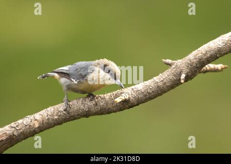 Ein kleiner Pygmäenschlange thront auf einem Zweig, der nach unten in Nord-Idaho blickt. Stockfoto