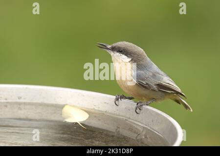 Ein kleiner Pygmäen-Schlafanzug liegt auf der Seite eines Vogelbades in Nord-Idaho. Stockfoto