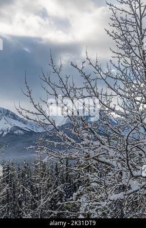 Blick auf den Banff Park entlang des Bow Valley Parkway im Winter Stockfoto