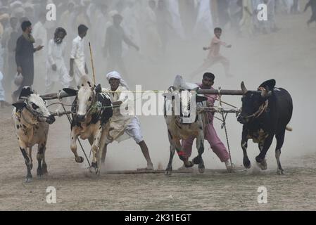 Tandlianwala, Punjab, Pakistan. 23. September 2022. Pakistanische Bauern führen ihre Bullen beim Wettbewerb des traditionellen Suhaga-Bullenrennens, des Bull Patti-Rennens auf dem 50. jährlichen URS of Hazrat Pir Mhuhammad Barkat Ali Noshahi, Chishti, Qadri, Sabri bei 456 GB Kanjwani Tandlianwala Distrikt Faislabad, etwa 150km von Lahore in einer ländlichen Ecke Pakistans. (Bild: © Rana Sajid Hussain/Pacific Press via ZUMA Press Wire) Bild: ZUMA Press, Inc./Alamy Live News Stockfoto