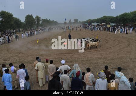 Tandlianwala, Punjab, Pakistan. 23. September 2022. Pakistanische Bauern führen ihre Bullen beim Wettbewerb des traditionellen Suhaga-Bullenrennens, des Bull Patti-Rennens auf dem 50. jährlichen URS of Hazrat Pir Mhuhammad Barkat Ali Noshahi, Chishti, Qadri, Sabri bei 456 GB Kanjwani Tandlianwala Distrikt Faislabad, etwa 150km von Lahore in einer ländlichen Ecke Pakistans. (Bild: © Rana Sajid Hussain/Pacific Press via ZUMA Press Wire) Bild: ZUMA Press, Inc./Alamy Live News Stockfoto