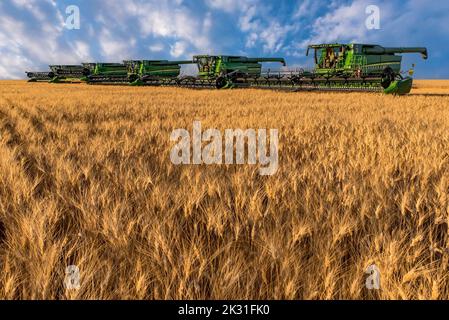 Swift Current, SK/Kanada – 14. Aug 2022: Golden Hour Over Mähdrescher während der Ernte in Saskatchewan Stockfoto