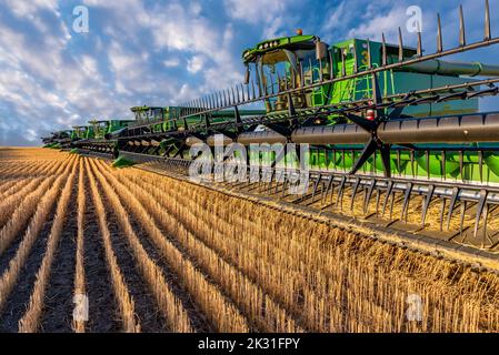 Swift Current, SK/Kanada – 14. Aug 2022: Golden Hour Over Mähdrescher während der Ernte in Saskatchewan Stockfoto