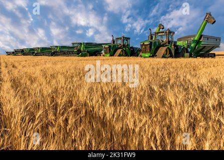 Swift Current, SK/Kanada – 14. Aug 2022: Golden Hour Over Mähdrescher während der Ernte in Saskatchewan Stockfoto