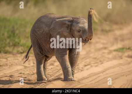 Afrikanisches Elefantenkalb wirft Sand über den Kopf Stockfoto