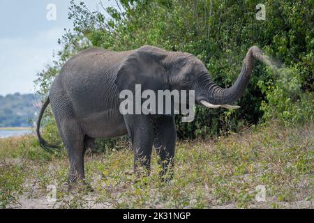 Afrikanischer Elefant steht am Flussufer und sprüht Staub Stockfoto
