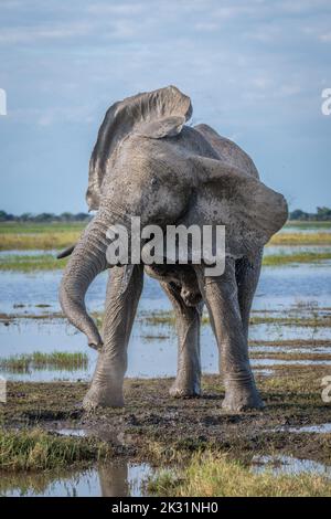 Afrikanischer Elefant steht am Flussufer und dreht sich den Kopf Stockfoto