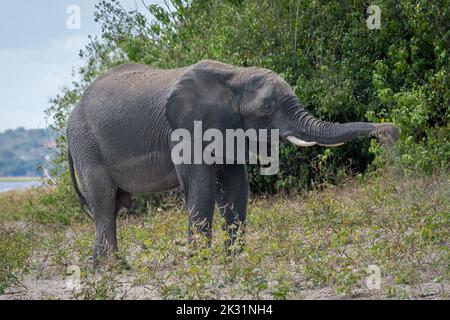 Afrikanischer Elefant steht am Flussufer und wirft Staub Stockfoto