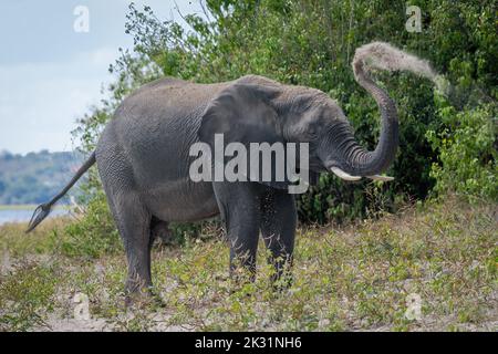 Afrikanischer Elefant steht am Flussufer und sprüht Erde Stockfoto