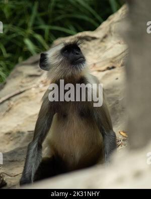 Ein vertikales Bild von einem Affen der Gray Langur, der auf einem Felsen sitzt und nach oben schaut Stockfoto