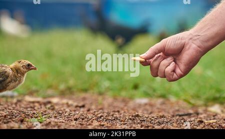 Ein Huhn nimmt einen Keks aus einer menschlichen Hand, konzeptuelles Bild, das den Keks nimmt. Stockfoto