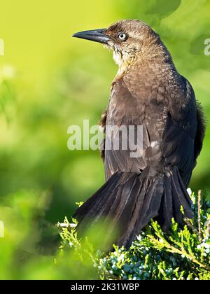 Weibliche Seeschwanzgrackle in einem Baum Stockfoto