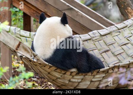 Ein riesiger Panda sitzt in imperialer Haltung auf dem Bett Stockfoto