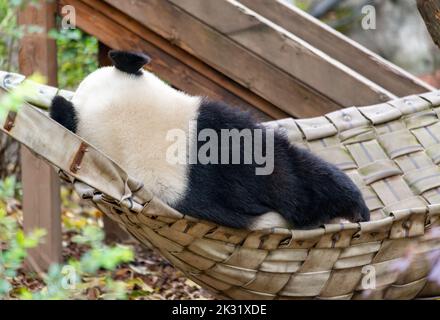 Ein riesiger Panda sitzt in imperialer Haltung auf dem Bett Stockfoto
