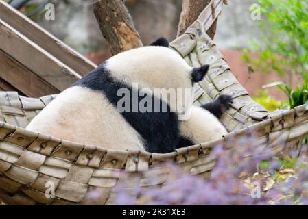 Ein riesiger Panda sitzt in imperialer Haltung auf dem Bett Stockfoto