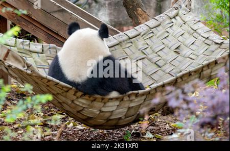 Ein riesiger Panda sitzt in imperialer Haltung auf dem Bett Stockfoto