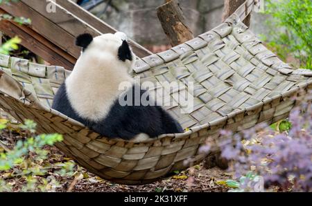 Ein riesiger Panda sitzt in imperialer Haltung auf dem Bett Stockfoto