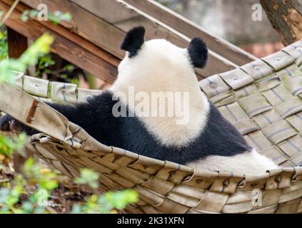 Ein riesiger Panda sitzt in imperialer Haltung auf dem Bett Stockfoto