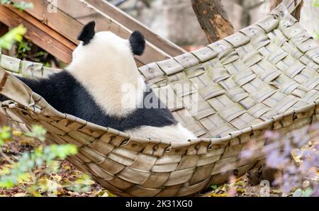 Ein riesiger Panda sitzt in imperialer Haltung auf dem Bett Stockfoto