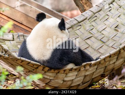 Ein riesiger Panda sitzt in imperialer Haltung auf dem Bett Stockfoto