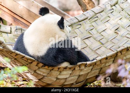 Ein riesiger Panda sitzt in imperialer Haltung auf dem Bett Stockfoto