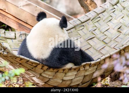 Ein riesiger Panda sitzt in imperialer Haltung auf dem Bett Stockfoto