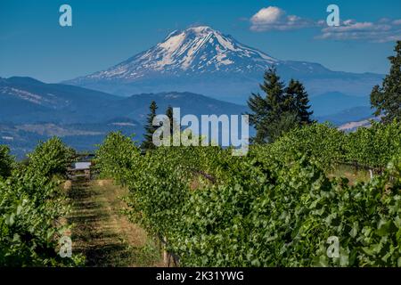 Weinberg mit Mount Adams im Hintergrund, Hood River County, Oregon, USA Stockfoto