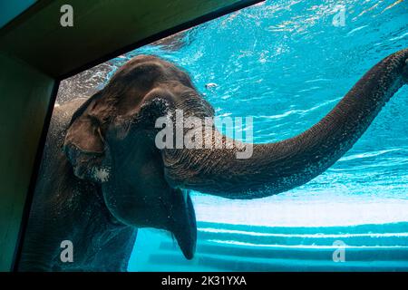 Chonburi Thailand 10. Jun 2022: Die Touristen beobachten asiatische Elefanten (Elephas maximu) beim Schwimmen im großen Tank im offenen Zoo von khao kheow. Stockfoto