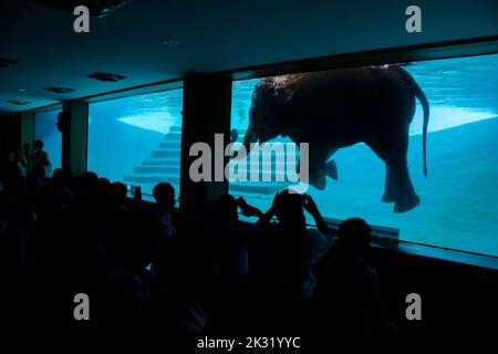 Chonburi Thailand 10. Jun 2022: Die Touristen beobachten asiatische Elefanten (Elephas maximu) beim Schwimmen im großen Tank im offenen Zoo von khao kheow. Stockfoto